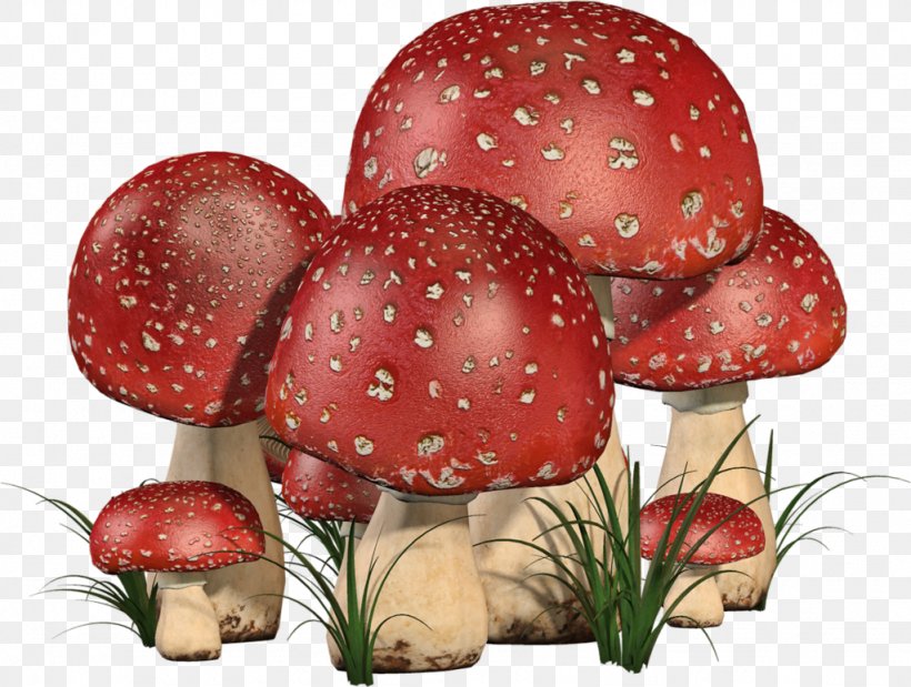 Edible Mushroom Fruit Fungus, PNG, 1024x773px, Edible Mushroom, Fruit, Fungus, Mushroom, Organism Download Free