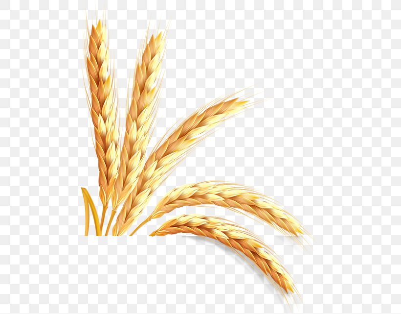 Emmer Information Einkorn Wheat, PNG, 490x641px, Emmer, Cereal, Cereal Germ, Commodity, Durum Download Free