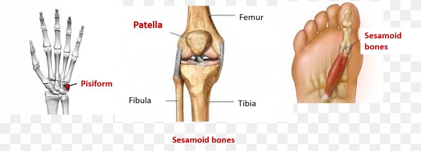 Muscle Sesamoid Bone Anatomy Tendon, PNG, 1510x543px, Watercolor, Cartoon, Flower, Frame, Heart Download Free