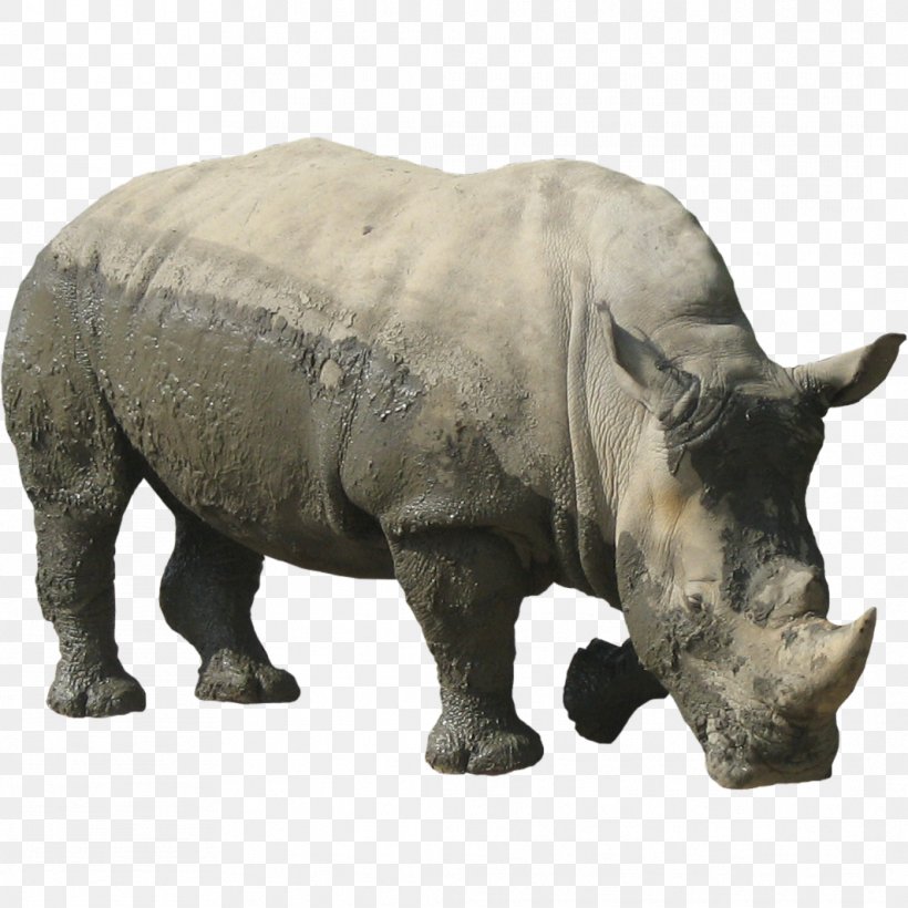 Rhinoceros Clip Art, PNG, 1064x1064px, Rhinoceros, Fauna, Horn, Organism, Snout Download Free