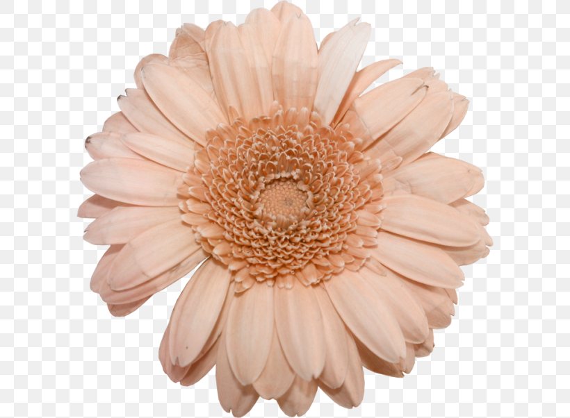 Transvaal Daisy Cut Flowers Petal Peach, PNG, 600x602px, Transvaal Daisy, Cut Flowers, Daisy Family, Flower, Flowering Plant Download Free