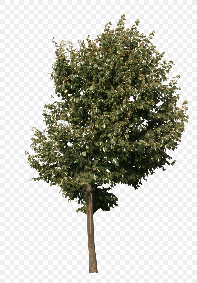 Tree Acer Campestre Oak Clip Art, PNG, 2304x3304px, Tree, Acer Campestre, Arborvitae, Birch, Branch Download Free