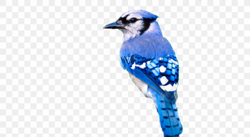 Bird Blue Jay Blue Jay Beak, PNG, 1080x594px, Bird, Beak, Blue, Blue Jay, Bluebird Download Free