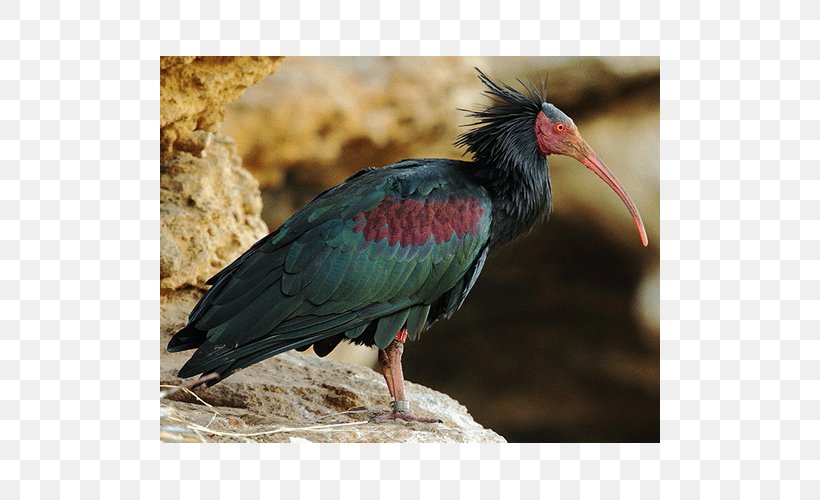 Bird Northern Bald Ibis Southern Bald Ibis Crested Ibis, PNG, 500x500px, Bird, Ardea, Beak, Bird Nest, Ciconiiformes Download Free