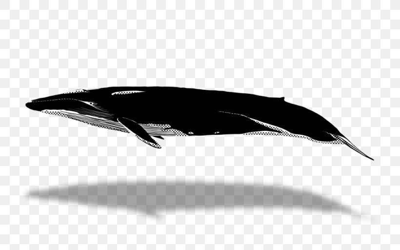 Dolphin Porpoise Cetacea Whale Watching Blue Whale, PNG, 1024x640px, Dolphin, Automotive Design, Beluga Whale, Black, Black And White Download Free