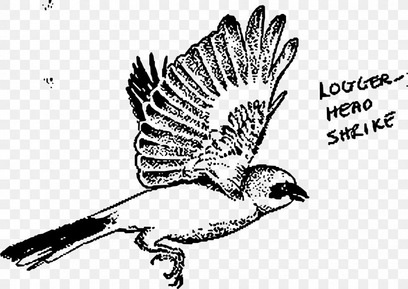 Mockingbird Loggerhead Shrike Drawing, PNG, 2348x1662px, Bird, Animal, Art, Beak, Bird Of Prey Download Free