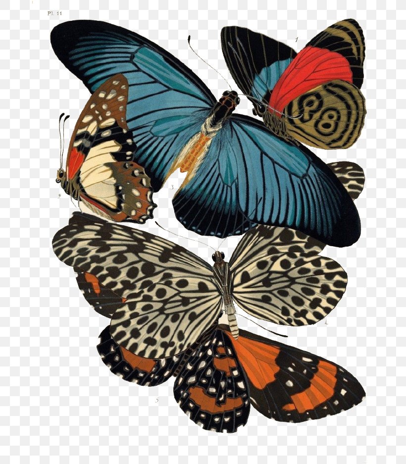 Papillon Dog Insect Butterfly Entomology Stencil, PNG, 690x937px, Papillon Dog, Art, Art Deco, Art Nouveau, Arthropod Download Free