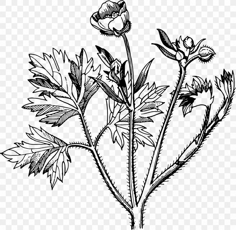 Drawing Plant Buttercup Clip Art, PNG, 2400x2333px, Drawing, Aquatic Plants, Black And White, Branch, Buttercup Download Free