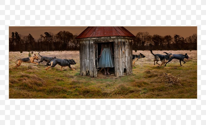 Entropic Kingdom Cattle Photography Artsy Pastoralism, PNG, 750x500px, 3 October, Cattle, Artsy, Barn, Cattle Like Mammal Download Free