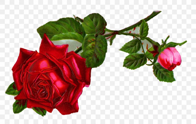 Rose Desktop Wallpaper Flower Clip Art, PNG, 1600x1016px, Rose, Cut Flowers, Digital Image, Flower, Flowering Plant Download Free