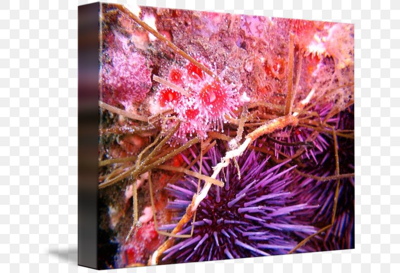 Sea Urchin Marine Biology Purple, PNG, 650x560px, Sea Urchin, Biology, Coral, Echinoderm, Flora Download Free