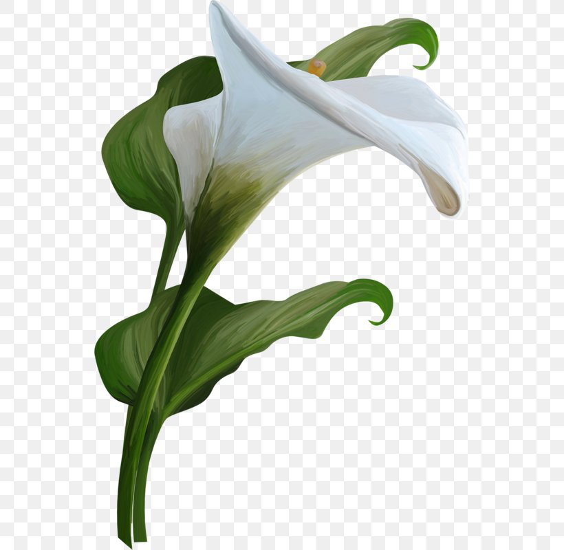 Arum-lily Calla Flower Clip Art, PNG, 546x800px, Arumlily, Alismatales, Arum, Arum Family, Calas Download Free