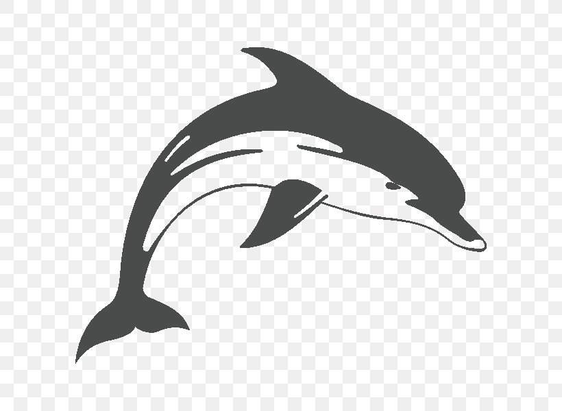 Common Bottlenose Dolphin Short-beaked Common Dolphin Tucuxi Rough-toothed Dolphin White-beaked Dolphin, PNG, 600x600px, Common Bottlenose Dolphin, Animal, Beak, Black, Black And White Download Free