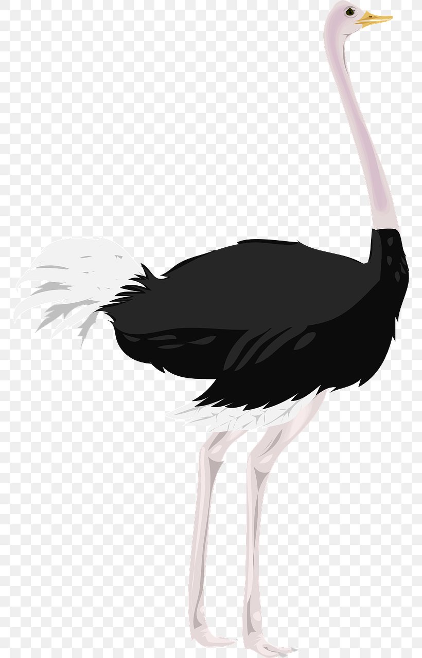 Common Ostrich Clip Art, PNG, 770x1280px, Common Ostrich, Beak, Bird, Black And White, Ciconiiformes Download Free