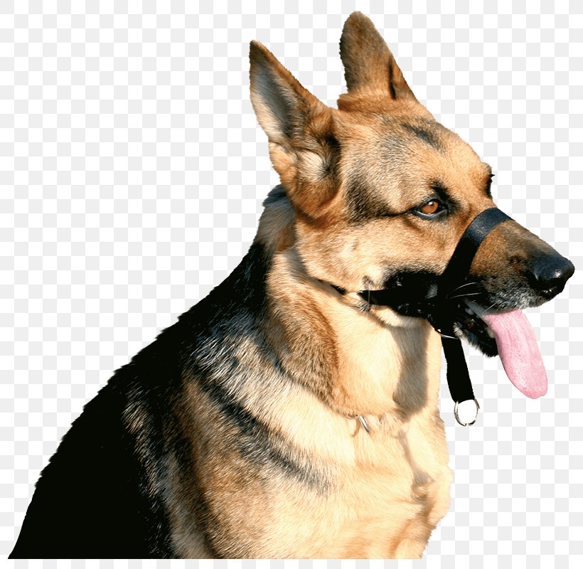 Dog Breed Boxer Rottweiler Muzzle German Shepherd, PNG, 800x800px, Dog Breed, Boxer, Carnivoran, Collar, Dog Download Free