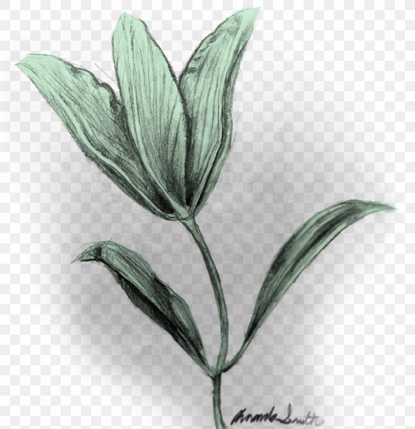 Leaf Plant Stem Flower Herb, PNG, 1550x1600px, Leaf, Flower, Herb, Plant, Plant Stem Download Free