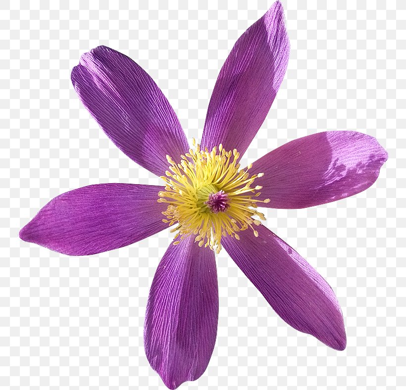 Royalty-free Photography Flower Dots Per Inch, PNG, 750x788px, Royaltyfree, Anemone, Clipping Path, Dots Per Inch, Flower Download Free