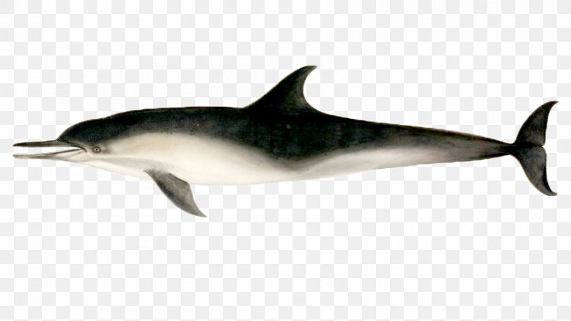 Short-beaked Common Dolphin Stenella Rough-toothed Dolphin Tucuxi White-beaked Dolphin, PNG, 900x508px, Shortbeaked Common Dolphin, Common Bottlenose Dolphin, Dolphin, Fauna, Gratis Download Free
