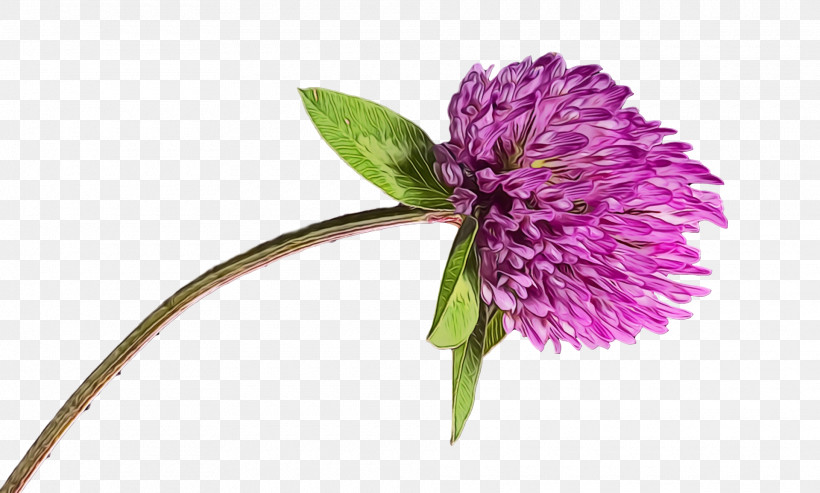 Cut Flowers Purple Chives Milk Thistle Flower, PNG, 1920x1156px, Watercolor, Chives, Cut Flowers, Flower, Milk Thistle Download Free