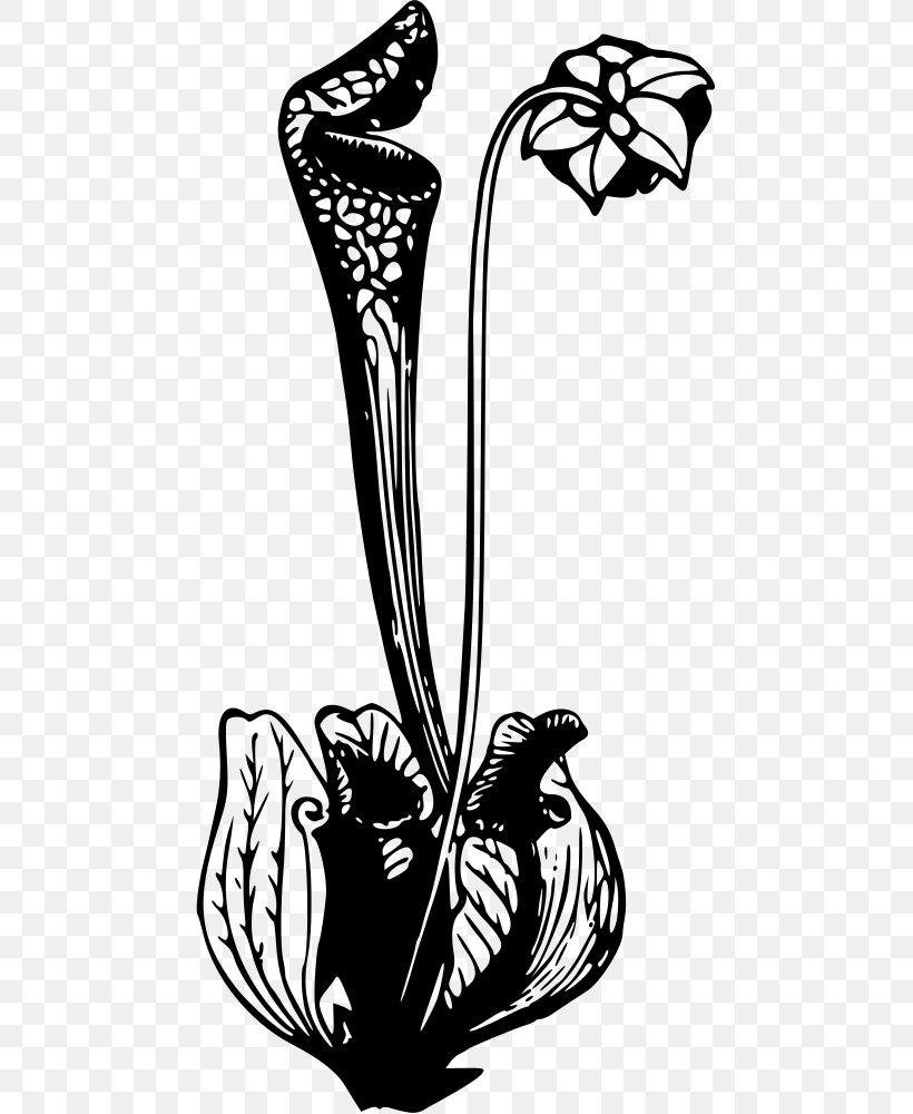 Flower California Pitcher Plant Clip Art, PNG, 467x1000px, Flower, Art, Black And White, Bromeliads, California Pitcher Plant Download Free