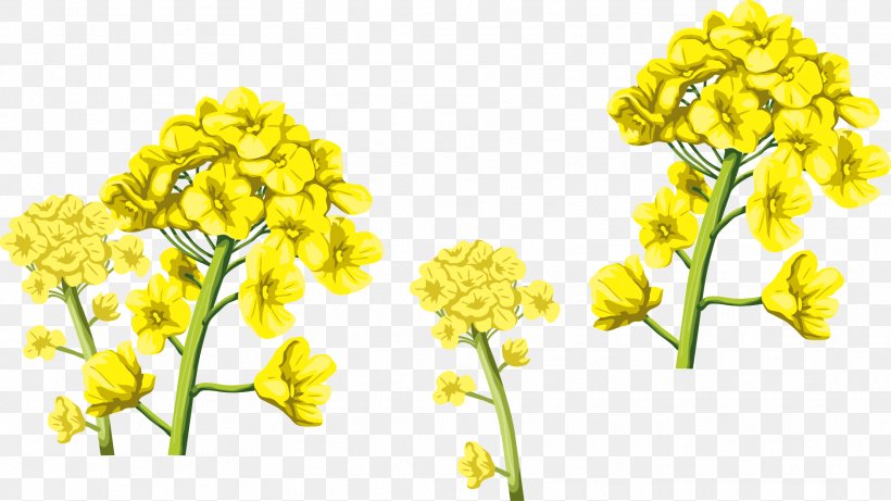 Flowers Background, PNG, 1876x1055px, Yellow, Brassica Rapa, Canola, Cowslip, Cut Flowers Download Free