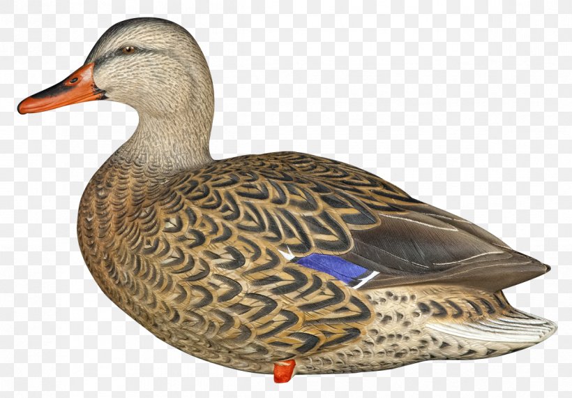 Mallard Goose Duck Decoy Bird, PNG, 1199x834px, Mallard, Anseriformes, Beak, Bird, Bluewinged Teal Download Free