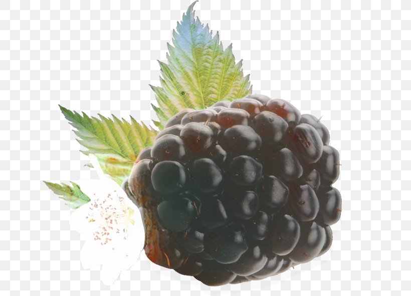 Pineapple Cartoon, PNG, 649x591px, Boysenberry, Accessory Fruit, Ananas, Berry, Blackberry Download Free