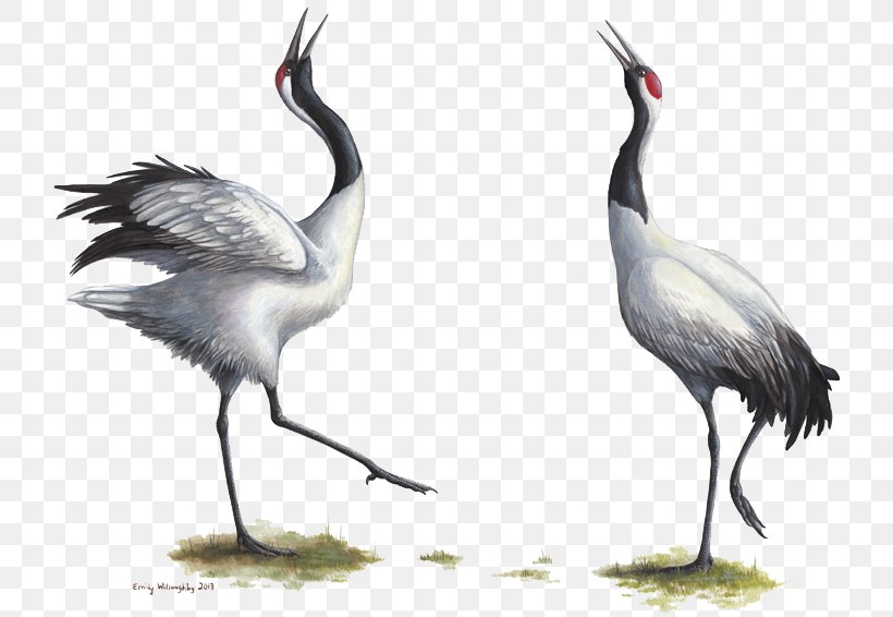 Red-crowned Crane Bird Grey Crowned Crane Endangered Species, PNG, 800x566px, Crane, Art, Beak, Bird, Courtship Display Download Free