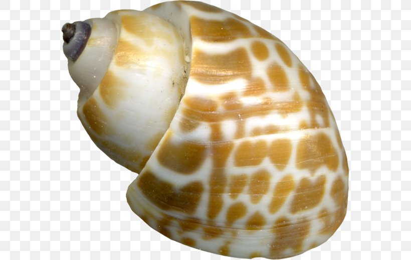 Sea Snail Seashell Orthogastropoda, PNG, 576x518px, Sea Snail, Conch, Conchology, Invertebrate, Molluscs Download Free