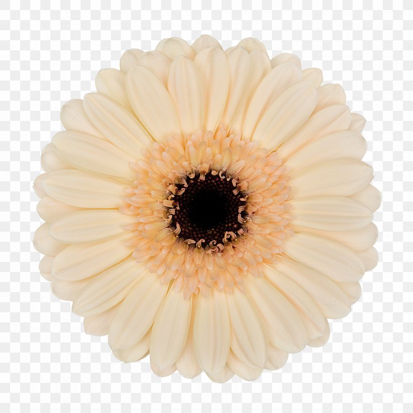 Transvaal Daisy, PNG, 1772x1772px, Transvaal Daisy, Asterales, Daisy, Daisy Family, Flower Download Free