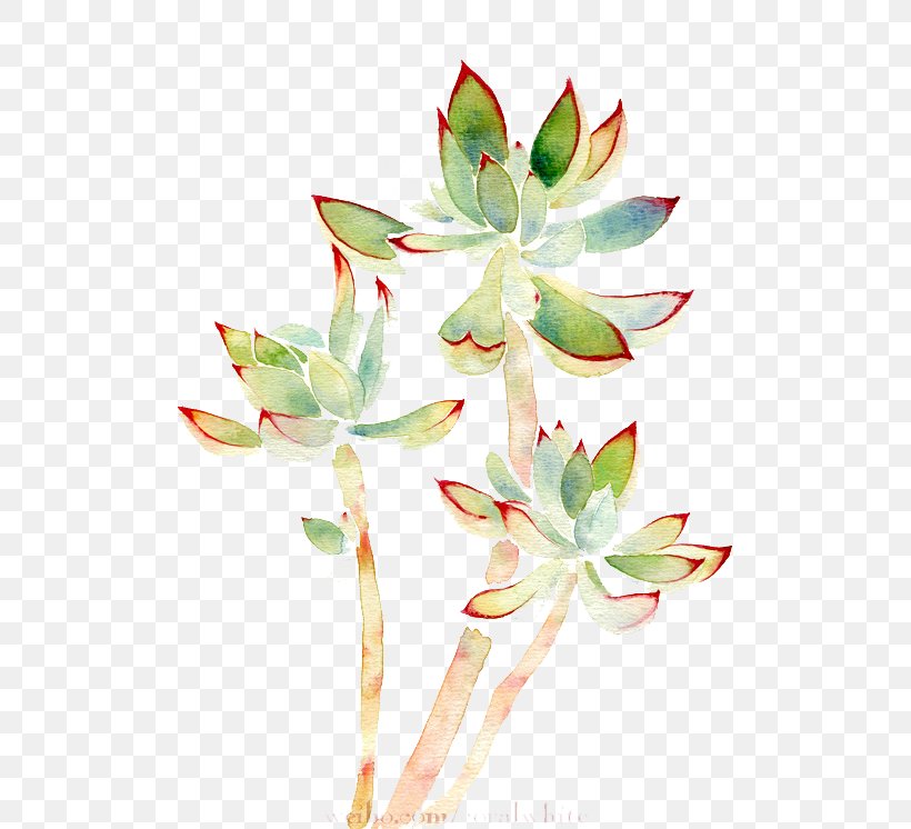 Watercolor Painting Succulent Plant, PNG, 550x746px, Watercolor Painting, Branch, Designer, Flora, Floral Design Download Free