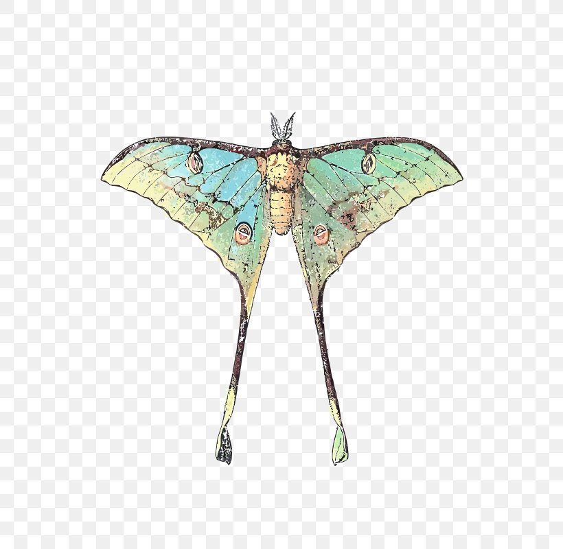 Butterfly Luna Moth Comet Moth Insect, PNG, 566x800px, Butterfly, Actias Selene, Arthropod, Asianamerican Moon Moths, Bombycidae Download Free