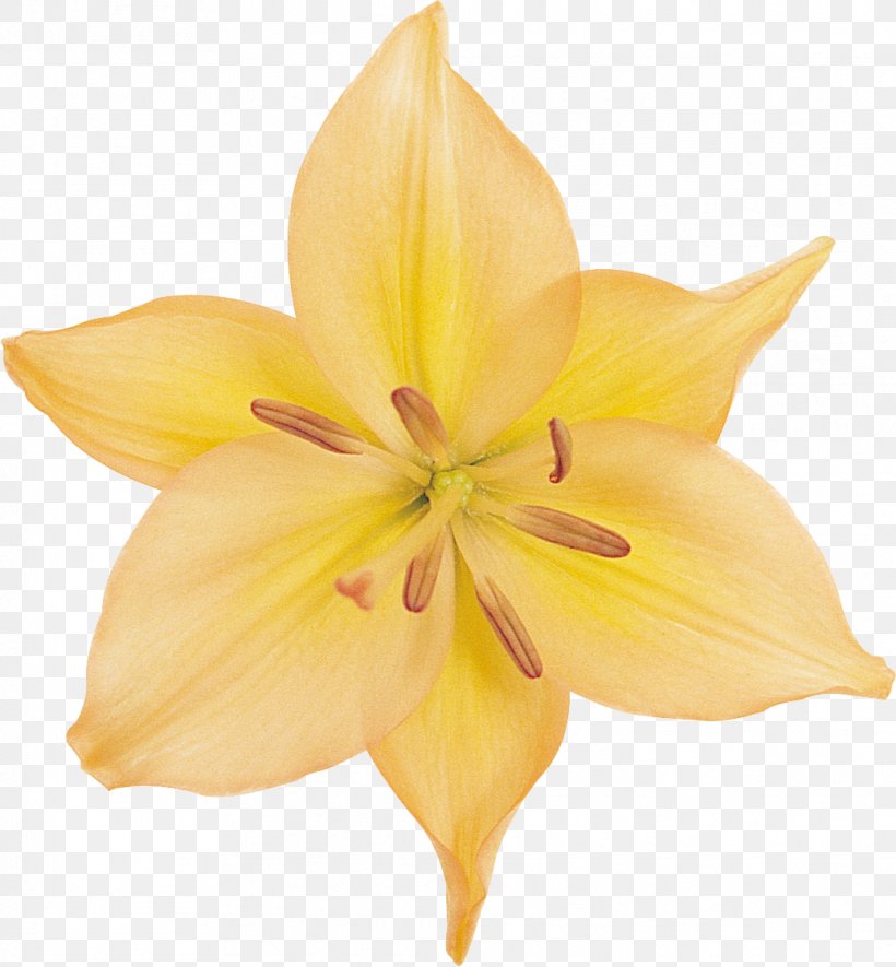 Lilium Cut Flowers Daylily Clip Art, PNG, 1039x1122px, Lilium, Cut Flowers, Daylily, Email, Flower Download Free