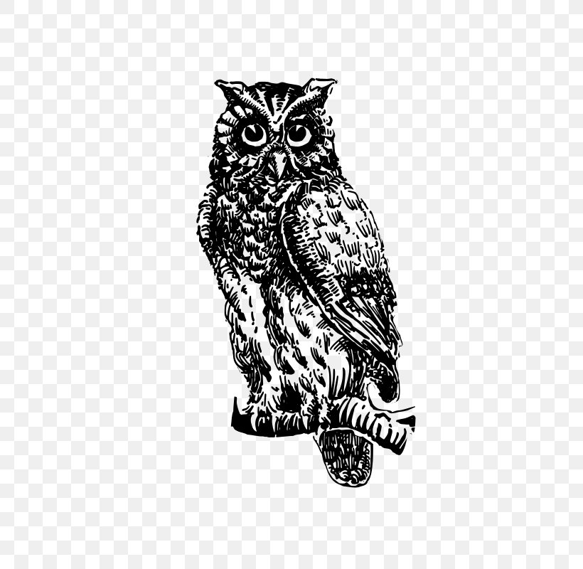 Owl The Picture-poetry Book Drawing Clip Art, PNG, 643x800px, Owl, Animal, Art, Beak, Bird Download Free