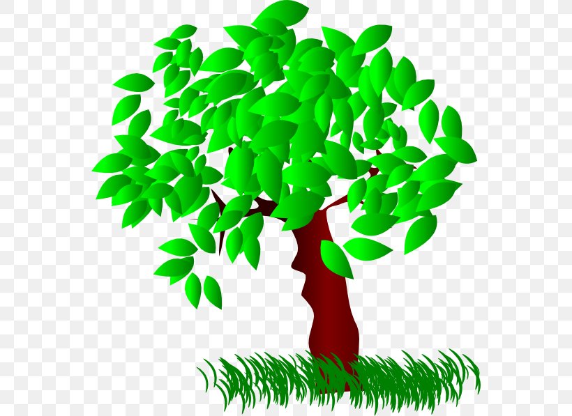 Tree Quercus Bicolor Swamp Spanish Oak Pruning Clip Art, PNG, 558x597px, Tree, Arboriculture, Branch, Favicon, Flowerpot Download Free
