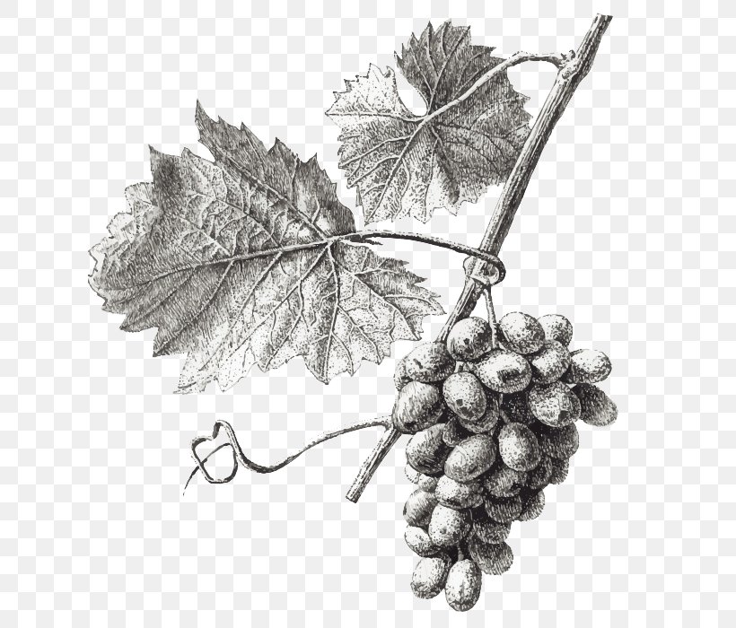 Wine Common Grape Vine Grape Leaves Illustration, PNG, 700x700px, Wine, Black And White, Branch, Common Grape Vine, Drawing Download Free