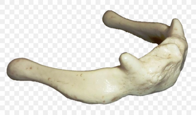 Bone Jaw Figurine Finger H&M, PNG, 1069x626px, Bone, Figurine, Finger, Hand, Jaw Download Free
