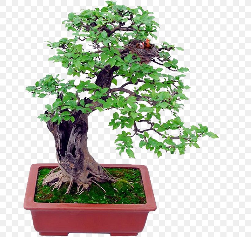 Indoor Bonsai Tree Bonsai Basics Ornamental Plant, PNG, 670x776px, Bonsai, Bonsai Basics, Bonsai Styles, Flower, Flowering Plant Download Free