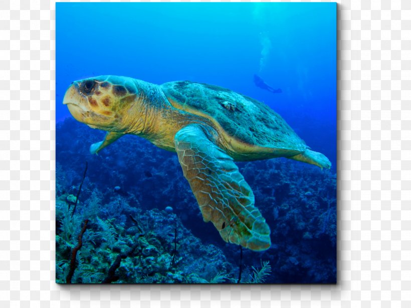 Loggerhead Sea Turtle Tortuguero, Costa Rica Sea Turtle Migration, PNG, 1400x1050px, Loggerhead Sea Turtle, Aqua, Caretta, Electric Blue, Endangered Species Download Free