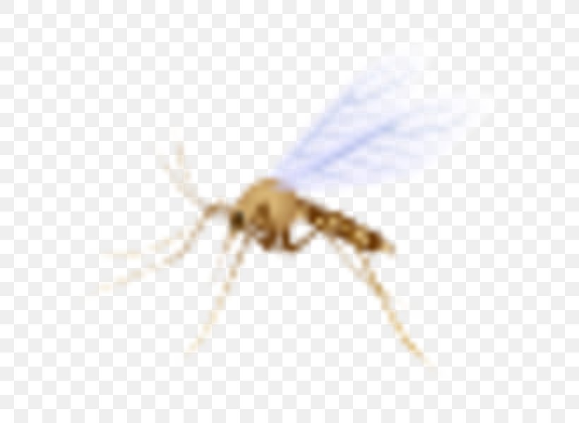 Mosquito Insect Pollinator Membrane, PNG, 600x600px, Mosquito, Arthropod, Fly, Insect, Invertebrate Download Free