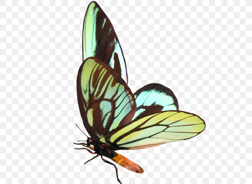 Butterfly Digital Image Clip Art, PNG, 600x600px, Butterfly, Animation, Arthropod, Brush Footed Butterfly, Butterflies And Moths Download Free