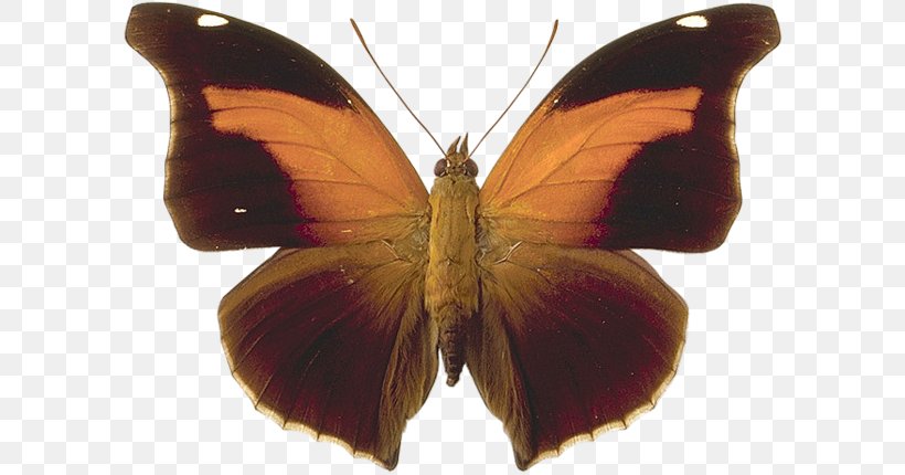 Butterfly Historis Coeini Brush-footed Butterflies Photography, PNG, 600x430px, Butterfly, Arthropod, Brush Footed Butterfly, Brushfooted Butterflies, Butterflies And Moths Download Free