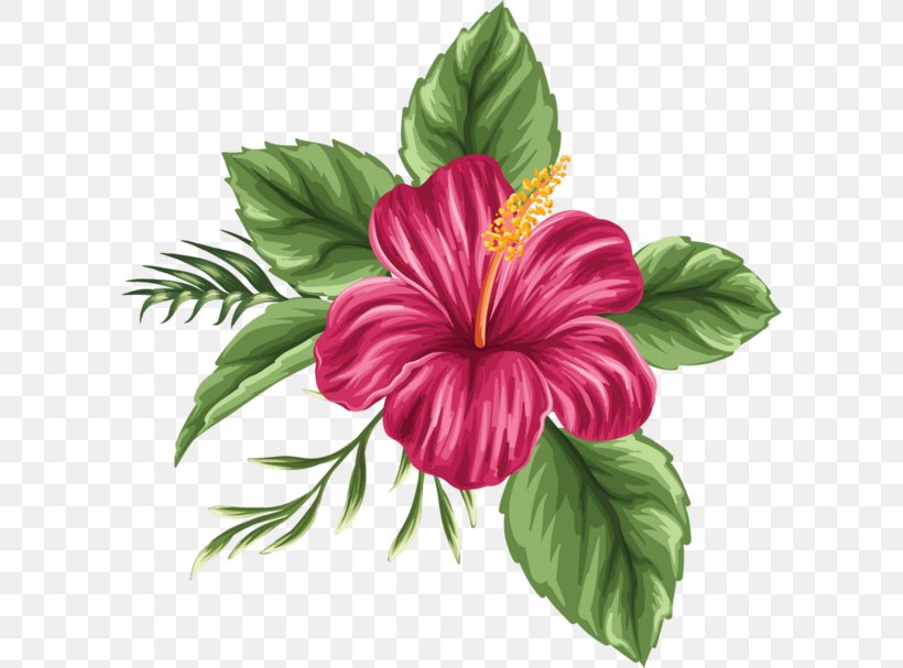 Flower Drawing Tropics Clip Art, PNG, 600x607px, Flower, Annual Plant, China Rose, Chinese Hibiscus, Color Download Free