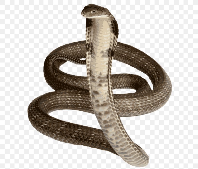 Snake King Cobra Royalty-free Indian Cobra, PNG, 640x703px, Snake, Boa Constrictor, Boas, Cobra, Colubridae Download Free