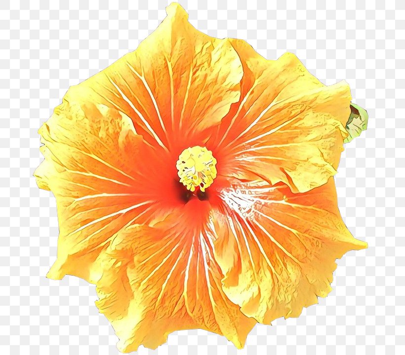 Tropical Flower, PNG, 706x720px, Cartoon, Chinese Hibiscus, Flower, Hawaiian Hibiscus, Hibiscus Download Free