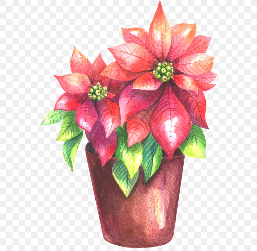 Christmas Poinsettia, PNG, 576x800px, Drawing, Anthurium, Artificial Flower, Christmas Day, Cut Flowers Download Free