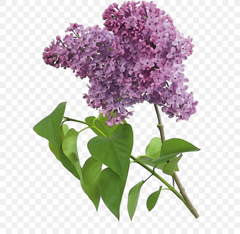 Common Lilac Lavender Clip Art, PNG, 596x800px, Lilac, Branch, Common Lilac, Cut Flowers, Flower Download Free