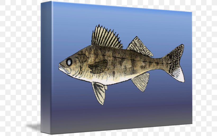 Fauna Fish, PNG, 650x516px, Fauna, Fish, Organism, Seafood Download Free