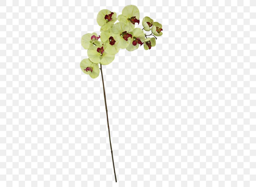 Moth Orchids Body Jewellery Plant Stem, PNG, 800x600px, Moth Orchids, Body Jewellery, Body Jewelry, Flora, Flower Download Free