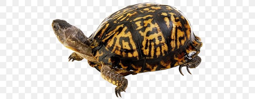 Terrapene Eastern Box Turtle Tortoise Sea Turtle, PNG, 500x319px, Terrapene, Box Turtle, Deciduous, Eastern Box Turtle, Emydidae Download Free